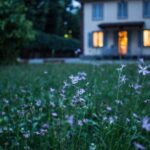Luxury Home Decor - field of purple flower beside house