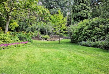 Backyard - green grass field with trees