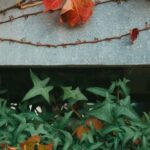 Natural Decor - Free stock photo of clinging plant, color, decoration