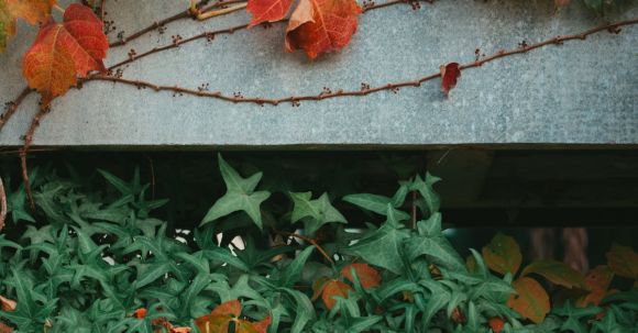 Natural Decor - Free stock photo of clinging plant, color, decoration