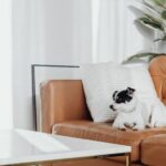 Interior Design - Dog on Couch in Contemporary Living Room Interior