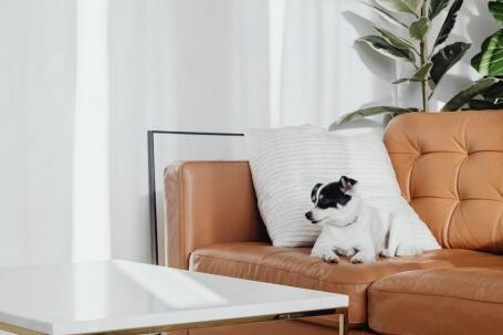 Interior Design - Dog on Couch in Contemporary Living Room Interior