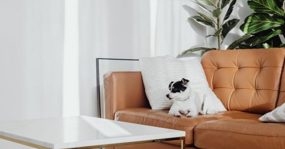Interior Design - Dog on Couch in Contemporary Living Room Interior