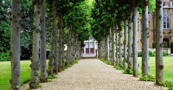 Property - Pathway Between Trees Towards House