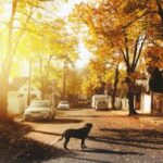 Real Estate - Dog on Concrete Road