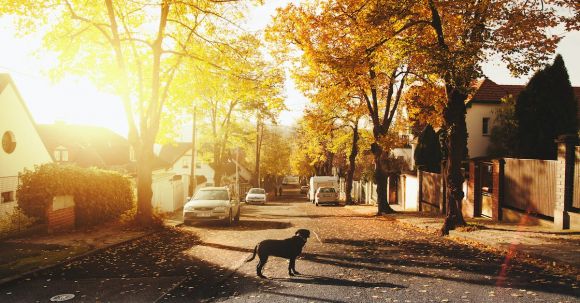 Real Estate - Dog on Concrete Road
