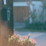 Neighborhood - Facade of building with potted flowers growing near door in settlement in summer sunny day
