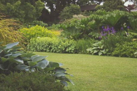 Backyard - Assorted Plants With Trees Photography