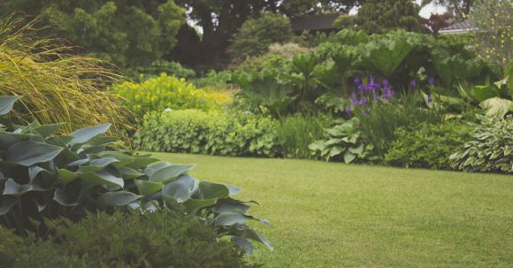 Backyard - Assorted Plants With Trees Photography