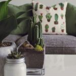 Home - Photo of Plants on the Table