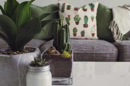 Home - Photo of Plants on the Table