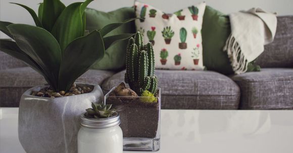 Home - Photo of Plants on the Table