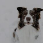 Eco-pet -