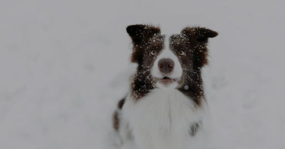 Eco-pet -