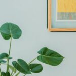 Home - Orbicular Plant on Desk