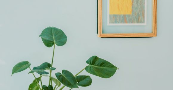 Home - Orbicular Plant on Desk