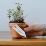 Sustainable Furniture - Photo of Person Holding Potted Plant