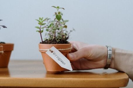 Sustainable Furniture - Photo of Person Holding Potted Plant