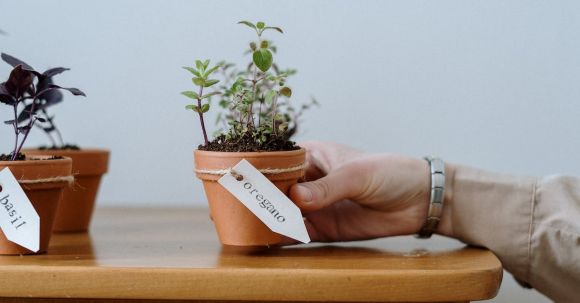 Sustainable Furniture - Photo of Person Holding Potted Plant