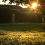Backyard - Green Grass Field