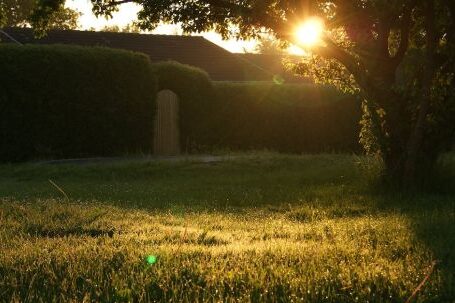 Backyard - Green Grass Field