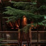Neighborhood - Small wooden tree house with burning electrical lights and narrow footbridge in lush abundant woodland
