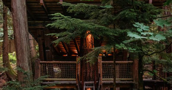 Neighborhood - Small wooden tree house with burning electrical lights and narrow footbridge in lush abundant woodland