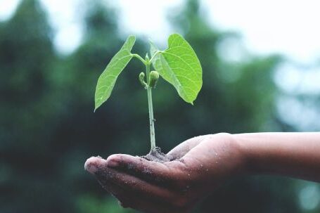 Sustainable - Person Holding A Green Plant