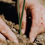 Green Gardening - Crop faceless woman planting seedling into soil