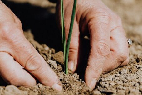 Green Gardening - Crop faceless woman planting seedling into soil