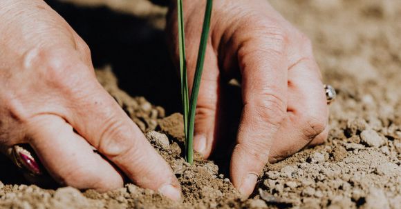 Green Gardening - Crop faceless woman planting seedling into soil