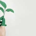 Sustainable - Person's Left Hand Holding Green Leaf Plant