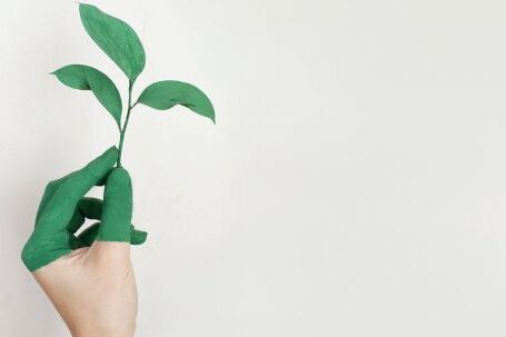 Sustainable - Person's Left Hand Holding Green Leaf Plant