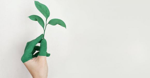 Sustainable - Person's Left Hand Holding Green Leaf Plant