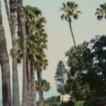 Cycle - Woman in White Dress Sitting on Bench Near Palm Trees