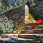 Landscaping - Two Red Flowers on Stairs