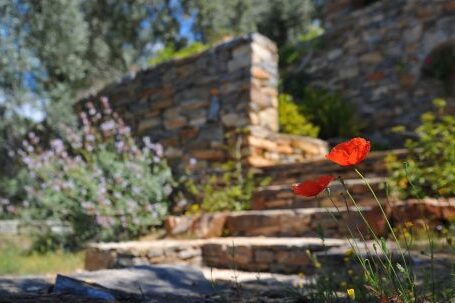 Landscaping - Two Red Flowers on Stairs