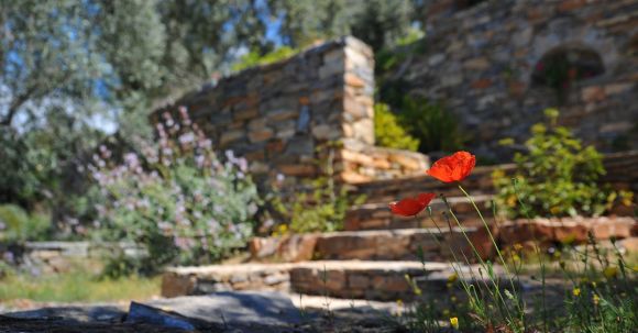 Landscaping - Two Red Flowers on Stairs