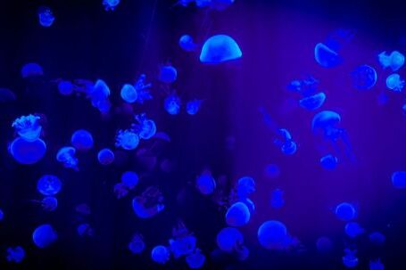 Water Conservation - Jelly Fish With Reflection Of Blue Light