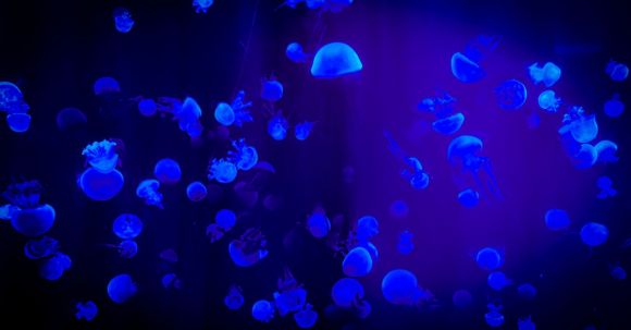 Water Conservation - Jelly Fish With Reflection Of Blue Light